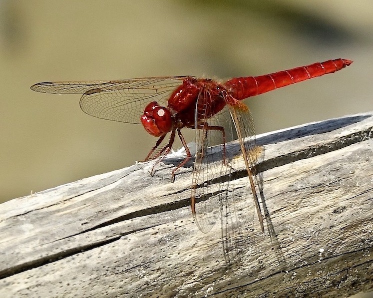 scarlet darter